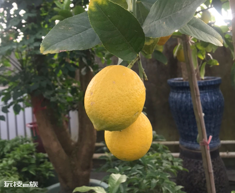 卧室适合摆放什么植物(家里卧室养这5种花卉有利于睡眠)-图片6